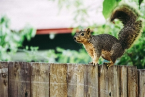 A squirrel perched on top of a wooden fence.