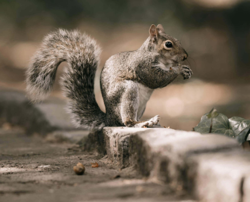 A squirrel is perched on a ledge, oblivious to the SEO possibilities and how its removal could impact keyword rankings.